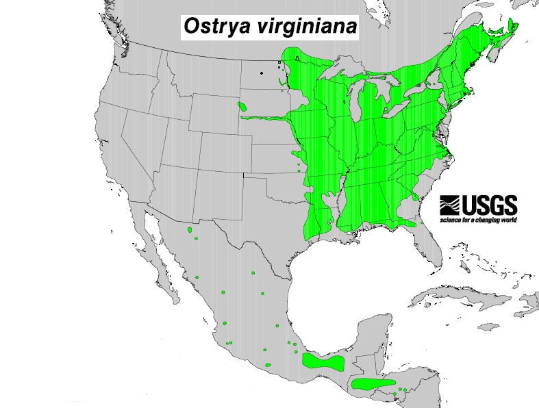 200602 Hop-Hornbeam tree (Ostrya virginiana) - USGS Distribution Map.jpg